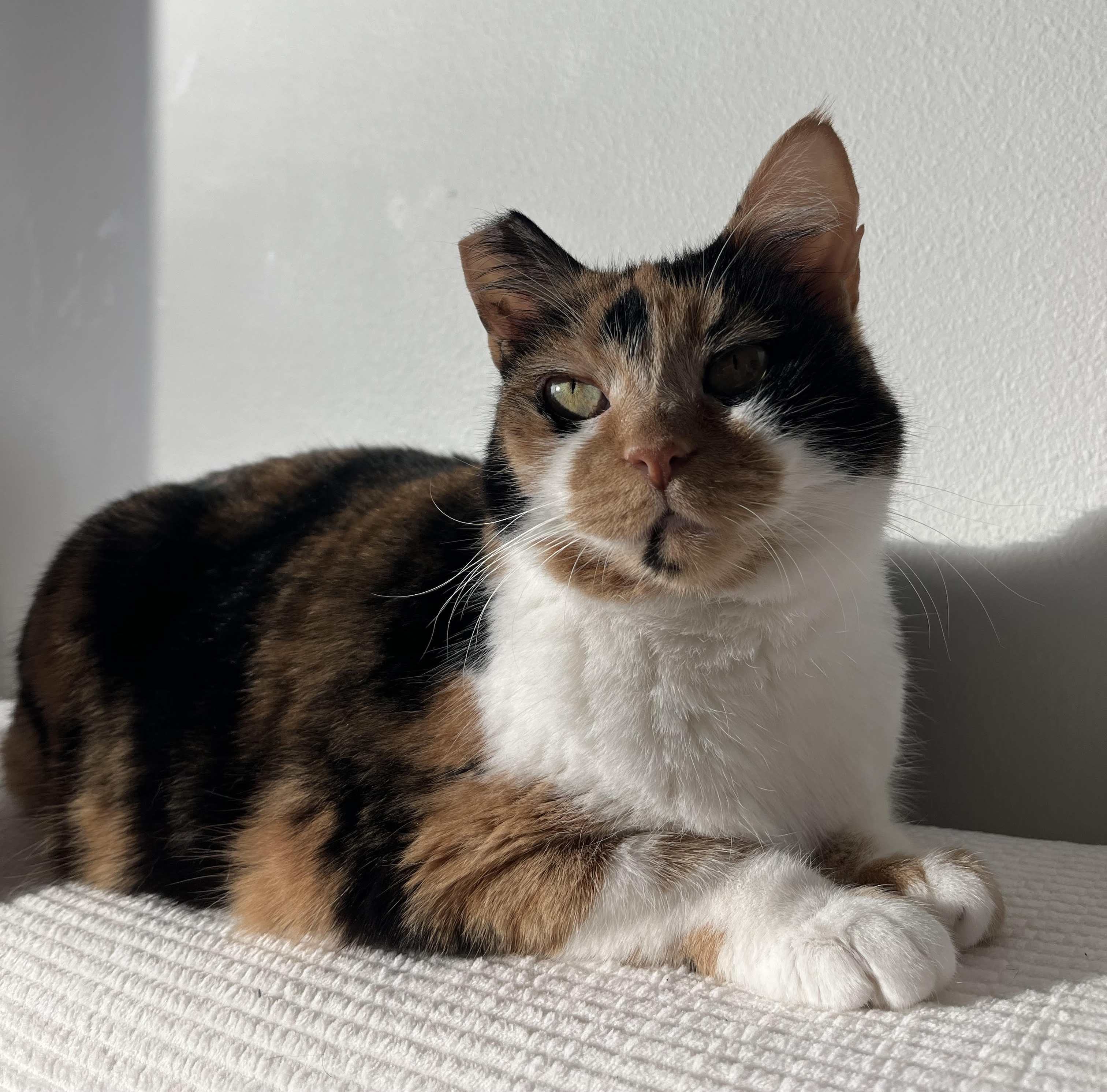 Tulip